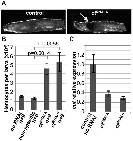 Figure 5. Haploinsufficiency of the D melanogaster CUX1 homologue, cut, leads to melanotic tumor formation and hemocyte hyperproliferation in vivo. ct knockdown was performed by crossing flies expressing ct RNAi in a construct containing a UAS promoter and GFP tag with flies expressing the GAL4 driver under the hemocyte-specific hml promoter. Two different ct targeting constructs were tested: ctRNAi A and ctRNAi B. (A) ctRNAi A but not wild-type (w1118;hml-GAL,UAS-GFP/+), Drosophila third instar larvae develop melanotic tumors (indicated by the arrow). (B) ct knockdown leads to increased numbers of hemocytes. Circulating hemocytes bled from wild-type, nonspecific RNAi, ctRNAi A, and ctRNAi B developing larvae were stained with Hoechst and quantified (mean ± SEM). (C) Haploinsufficient levels of ct are confirmed by quantitative RT-PCR of ct from hemocyte RNA. One representative experiment of 3 is shown.