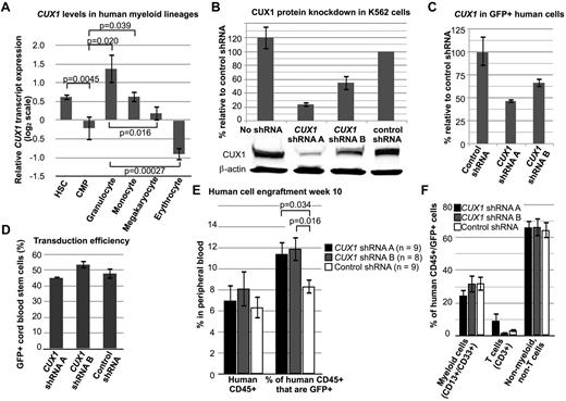 Figure 6. Knockdown of CUX1 leads to increased engraftment of human hematopoietic cells in immunodeficient mice. (A) CUX1 is highly expressed in normal human hematopoietic stem cells. The CUX1 transcript expression profile was extracted from published microarray data.33 Hematopoietic stem cells (HSC, lineage−, CD133+, CD34dim, n = 10), common myeloid progenitors (CMP, lin−, CD34+, CD38+, IL-3Rlo, CD45RA−, n = 4), granulocytes (FSChi, SSChi, CD16+ CD11b+, n = 4), monocytes (FSChi, SSClo, CD14+, CD45dim, n = 5), megakaryocytes (CD34−, CD41+, CD61+, CD45−, n = 6), and erythrocytes (CD34−, CD71−, GlyA+, n = 6). Data were normalized such that the mean of each gene, across all 38 hematopoietic cell types tested, is zero. (B) shRNA constructs targeting CUX1 lead to haploinsufficient CUX1 protein levels in K562 cells. Western blot was performed on lysates of K562 cells stably expressing CUX1 shRNA A, shRNA B, or control shRNA. Data represent the mean ± SD from 3 experiments. (C) Residual CUX1 transcript levels in human hematopoietic stem cells transduced with lentivirus expressing shRNA targeting CUX1. Lineage-depleted human cord blood cells were transduced with 2 different shRNA constructs targeting CUX1 (shRNA A or shRNA B), or a nonspecific control shRNA. RT-PCR was performed on sorted GFP+ cells on the day of transplantation. Each sample was performed in triplicate, and 1 of 2 experiments is shown. (D) Transduction efficiency was similar across the 3 groups of transplanted cord blood stem cells. Transduction efficiency was determined by flow cytometry for GFP+ cells before transplantation. (E) Knockdown of CUX1 leads to increased engraftment of human hematopoietic cells in NSG mice. Peripheral blood from mice transplanted with human xenografts was collected on week 10 after transplantation and tested for human CD45 expression (left bars) and coexpression of human dCD45 and GFP (right bars). The numbers of mice per group are indicated. Data are mean ± SEM. (F) Peripheral blood human CD45+/GFP+ cells from CUX1 shRNA A, CUX1 shRNA B, or control shRNA transduced xenografts were stained for the lineage markers CD13/CD33 (myeloid cells) and CD3 (T cells).