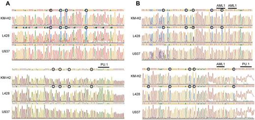 Figure 1. The promoter region and the −17 kb URE of the PU.1 gene are highly methylated in cHL cells. (A) Bisulfite sequencing confirmed that the promoter of PU.1 is highly methylated in L428 and KM-H2 Hodgkin lymphoma cell lines. ○ represents methylated cytosines. Underlining indicates the PU.1 binding site downstream of the translation initiation site. (B) Bisulfite sequencing revealed that the −17 kb URE was highly methylated in L428 and KM-H2 Hodgkin lymphoma cell lines. ○ represents methylated cytosines. Underlining indicates 3 RUNX1 (AML1) binding sites and a PU.1 binding site.