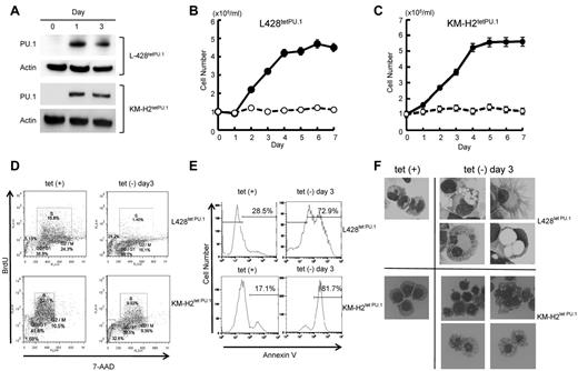 Figure 2. PU.1 induces growth arrest and apoptosis in L428 and KM-H2 cHL cell lines in vitro. (A) Western blot of PU.1 protein after tetracycline withdrawal. PU.1 was highly induced after tetracycline withdrawal in L428tetPU.1 and KM-H2tetPU.1 cells. PU.1 induced growth arrest in L428tetPU.1 (B) and KM-H2tetPU.1 cells (C) after tetracycline removal (○), whereas uninduced cells (●) grew comparably to wild-type parental cells. (D) Cell-cycle analysis was performed in L428tetPU.1 and KM-H2tetPU.1 cells by BrdU and 7-aminoactinomycin D staining. PU.1 induced G1 arrest and led to a significant decrease in S-phase cells in L428tetPU.1 and KM-H2tetPU.1 cell lines. (E) PU.1 induced apoptosis in L428tetPU.1 and KM-H2tetPU.1 cells as assessed by annexin V staining. (F) PU.1 induced morphologic changes in L428tetPU.1 and KM-H2tetPU.1 cells. L428tetPU.1 cells expressing PU.1 exhibited numerous different-sized cell processes and vacuoles compared with uninduced cells. A number of cells displayed nuclear fragmentation (Tet−, day 3, bottom left panel). The majority of KM-H2tetPU.1 cells expressing PU.1 also contained relatively small-sized vacuoles and nuclear condensation, indicative of apoptosis. Images were acquired using a BX60 microscope and DP70 digital camera with DP controller software (Olympus; ×400 magnification).