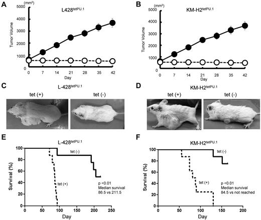 Figure 3. PU.1 induces growth arrest and apoptosis in both L428tetPU.1 and KM-H2tetPU.1 cHL cell lines in vivo. Tumor size in L428tetPU.1 (A) and KM-H2tetPU.1 (B) xenograft mouse models over the course of 7 days. Tumors in L428tetPU.1 and KM-H2tetPU.1 mice given tetracycline continued to grow (●), compared with tumors in mice without tetracycline, which ceased to grow and in some cases decreased in size (○). Tumors in L428tetPU.1 (C) and KM-H2tetPU.1 (D) xenografts did not grow after tetracycline withdrawal. Left panels: Tumors in a xenograft mouse taking tetracycline water. Right panel: Tumors after tetracycline withdrawal. Survival curves of L428tetPU.1 (E) and KM-H2tetPU.1 (F) xenograft mice. L428tetPU.1 xenograft mice taking tetracycline all died within 96 days, whereas 7 of 8 mice without tetracycline survived > 190 days. KM-H2tetPU.1 xenograft mice taking tetracycline all died within 143 days, whereas 6 of 8 mice without tetracycline survived > 155 days.