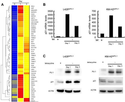 Figure 5. p21 is highly up-regulated in L428tetPU.1 cells after PU.1 induction. (A) Heatmap of DNA microarray analysis comparing the gene expression profiles of L428tetPU.1 cells after PU.1 induction at days 0, 1, and 3. p21 (CDKN1A) mRNA was highly up-regulated after PU.1 induction. (B) p21 mRNA was up-regulated in both L428tetPU.1 and KM-H2tetPU.1 cells after PU.1 induction. Real-time PCR was performed 1 and 3 days after PU.1 induction. (C) p21 protein was up-regulated in L428tetPU.1 but not in KM-H2tetPU.1 cells after PU.1 induction. Western blot for p21, PU.1, and actin was performed 1 and 3 days after PU.1 induction.