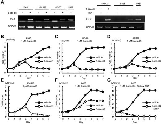 Figure 7. Individual or combined treatment with demethylation agent and HDAC inhibitors is a possible therapeutic strategy for cHL. (A) 5-aza-2′-deoxycytidine and/or trichostatin A (TSA) induced PU.1 expression in cHL cell lines. Treatment of L540, HDLM2, HD-70, and KM-H2 cells with 1μM 5-aza-2′-deoxycytidine induced PU.1 expression after 3 days. In contrast, treatment of L428 cells with 1μM 5-aza-2′-deoxycytidine failed to induce PU.1 expression, whereas the combined treatment with 1μM 5-aza-2′-deoxycytidine and 500nM TSA led to induction of PU.1 expression after 3 days. (B-E) Treatment of L540 (B), HD-70 (C), HDLM2 (D), and KM-H2 (E) cells with 1μM 5-aza-2′-deoxycytidine induced growth arrest. (F) Treatment of L428 cells with 1μM 5-aza-2′-deoxycytidine failed to induce growth arrest. (G) The combined treatment of L428 cells with 1μM 5-aza-2′-deoxycytidine and 500nM of TSA induced growth arrest.