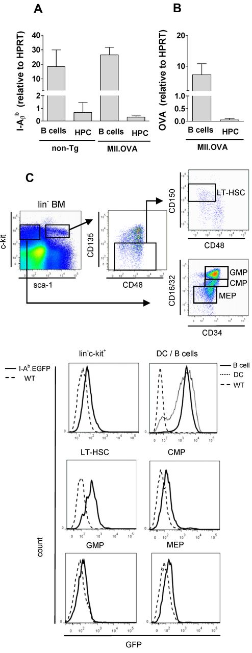 Figure 4. HSCs express MHC class II. (A-B) B cells (CD19+; A) and HPCs (lin−c-kit+; B) were sorted from non-Tg (C57BL/6) and MII.OVA mice and mRNA isolated. Relative levels of MHC class II (I-Aβb) and OVA mRNA were determined by TaqMan qPCR. Data are mean ± SD of 3 separate cell preps assayed twice for each sample. (C) BM was harvested from WT (C57BL/6, dotted line) and IAb.EGFP (solid line) mice and analyzed by flow cytometry to define lin−c-kit+ HPCs, long-term HSCs (LT-HSCs), common myeloid progenitors (CMPs), granulocyte/macrophage progenitors (GMPs), and megakaryocyte/erythroid progenitors (MEPs) using the gating strategy shown. B cells (CD19+, dark line) and DCs (CD11c+, gray line) were gated from spleen cell suspensions and compared with wild-type B cells (dashed line). Data are representative of 3 to 5 mice analyzed in parallel in 2 separate experiments.