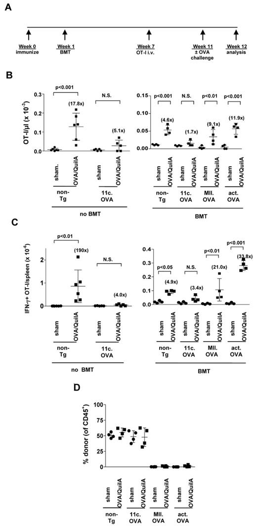 Figure 6. 11c.OVA BM establishes a long-term tolerogenic environment in primed recipients. (A) Experimental plan. (B-D) B6.SJL (CD45.1+) recipients were immunized (OVA/QuilA), 2 weeks later irradiated (300 cGy) and BM (107) from C57Bl/6; non-Tg, 11c.OVA, MII.OVA, or actin.OVA (act.OVA) mice injected intravenously. Six weeks later CD45.1+CD45.2+ OT-I LN cells (5 × 106) were transferred intravenously. Four weeks later mice were sham (PBS/QuilA) or OVA (OVA/QuilA) challenged. One week after challenge the number of OT-I T cells (CD45.1+CD45.2+CD8+) were enumerated in peripheral blood (B) and the number of IFN-γ producing OT-I T cells in spleen (C) was determined by flow cytometry. Donor chimerism was determined in peripheral blood 1 week after challenge (D). Data represent individual mice pooled from a minimum of 2 experiments. Bars show mean ± SD.