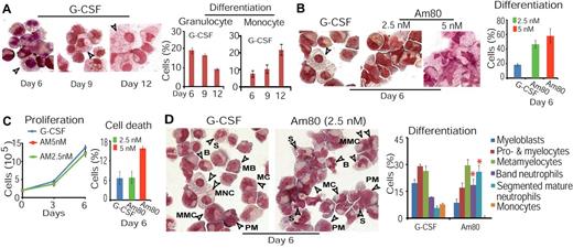 Figure 1. Am80 promotes neutrophil differentiation more effectively than G-CSF while stimulating proliferation and preventing cell death similar to G-CSF. (A) Better granulocytic induction associated with lower monocytic induction in CD34+ cells treated with G-CSF for 6 versus 9 or 12 days. (B-C) Reduced concentration of Am80 (2.5nM) leads to more effective induction of granulocytic differentiation with negligible monocytic induction compared with G-CSF (B). Similar to G-CSF, 2.5nM of Am80 displayed capacity of stimulating proliferation while preventing cell death (C). (D) Overall comparison of Am80 and G-CSF under conditions found to be optimal for granulocytic differentiation. Granulopoiesis from CD34+ cells was assessed by light microscopy; arrows indicate examples of cells at their differentiation states. MB indicates myeloblast; PM, promyelocyte; MC, myelocyte; MMC, metamyelocyte; B, band neutrophils; S, segmented neutrophils; and MNC, monocyte (*band neutrophils, P < .03; segmented neutrophils, P < .0025).
