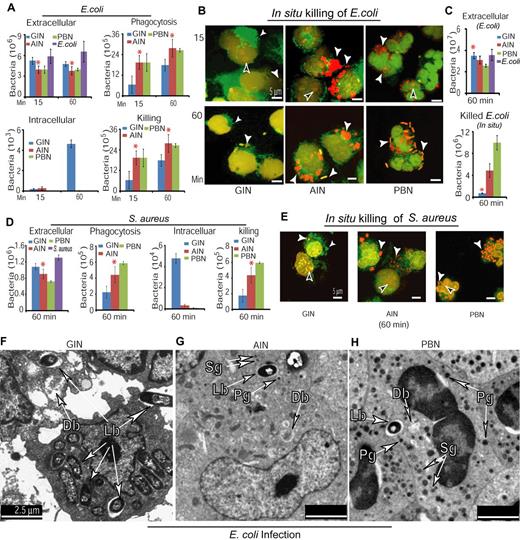 Figure 4. AINs possess significantly higher phagocytotic and bactericidal activities than do GINs. (A) Phagocytotic and bactericidal activities against E coli infection were determined by the number of extracellular bacteria, phagocytized bacteria, recovered intracellular bacteria, and killed bacteria. There was a 1.26- ± 0.01-fold increase in bacterial numbers over the 45 minutes of the experiment (*GINs versus AINs, P < .03 at least). (B) Confocal fluorescence microscopy of surviving and dead bacteria in GINs, AINs and PBNs. White arrow indicates surviving (green) or dead bacteria (red), whereas black arrow indicates example of neutrophil nucleus stained in red simultaneously by PI fluorescent dye. Representative confocal fluorescence images of bacteria were reproduced at 60× magnification. (C) Quantification of both extracellular bacteria after infection and in situ killed bacteria in panel B (*GINs versus AINs or PBNs, P < .04 at least). (D-E) Similar to panels A and B, phagocytic and bactericidal activities against S aureus infection were determined in GINs, AINs, and PBNs (*GINs versus AINs, P < .04 at least). (F-H) Ultrastructural images of bacterial infection of GINs (F), AINs (G), and PBNs (H) with electron microscope. Lb indicates living bacteria; Db, suggestive of dead bacteria; Pg, primary granule; and Sg, secondary granule.