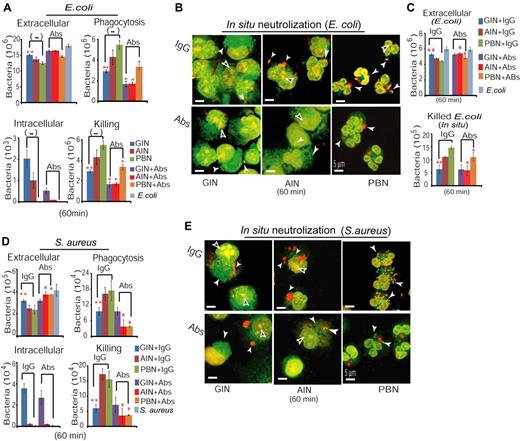 Figure 6. Anti-CD18 antibody neutralizes Am80-enhanced neutrophil bactericidal activities. (A) Effects of anti-CD18 antibody on neutralization of AINs, GINs, and PBNs phagocytic and bactericidal activities against E coli (**GINs versus AINs without Abs, P < .037 at least; *AINs versus AINs+Abs, P < .036 at least; GINs versus GINs+Abs, P < .006 at least; PBNs versus PBNs+Abs, P < .007 at least). Abs indicates antibodies. (B) In situ bacterial killing imaged by confocal microscopy. White arrow indicates surviving (green) or dead bacteria (red), whereas black arrow indicates example of neutrophil nucleus stained in red simultaneously by PI fluorescent dye. (C) Quantification of both extracellular bacteria after infection and in situ killed bacteria in panel B (**GINs versus AINs or PBNs, P < .006 at least; *AINs+IgG versus AINs+Abs, P < .008; PBNs+IgG versus PBNs+Abs, P < .03). (D-E) Effects of anti-CD18 antibody on neutralization of AINs, GINs, and PBNs phagocytic and bactericidal activities against S aureus (**GINs versus AINs or PBNs, P < .03 at least; *AINs+IgG versus AINs+Abs, P < .007 at least; PBNs+IgG versus PBNs+Abs, P < .02 at least).