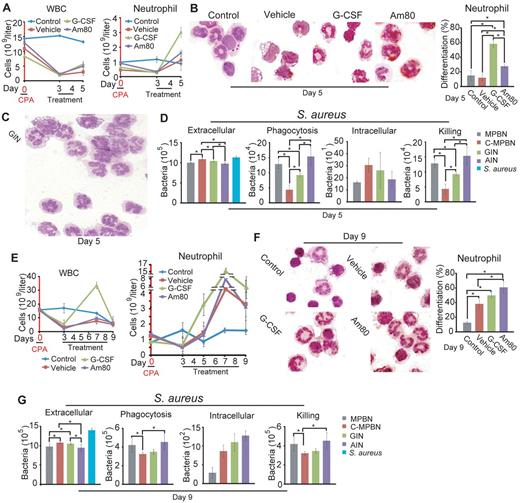 Figure 7. Neutrophils mobilized by Am80 in neutropenic mice display greater bactericidal activity than those by G-CSF. Twenty C57BL6/J mice were randomly divided into 4 groups for the experiments. (A) G-CSF induced a remarkably accelerated neutrophil recovery compared with mice treated with Am80 or vehicle at day 5. (B) Morphologic analysis of PB neutrophils at day 5 (*G-CSF versus Am80, P < 1.2 × 10−6; G-CSF versus control, P < 4.0 × 10−5; G-CSF versus vehicle, P < 8.2 × 10−8; Am80 versus vehicle, P < 1.3 × 10−6; Am80 versus control, P < .016. (C) Representative purity of PB neutrophils, as shown by freshly isolated GINs from mice. (D) Phagocytotic and bactericidal activities of neutrophils, isolated from PB of different mice, were reflected by the number of extracellular bacteria, phagocytized bacteria, and killed bacteria. *Extracellular: AINs versus GINs, P < .043; AINs versus C-MPBNs, P < 1.1 × 10−4; MPBNs versus C-MPBNs, P < 3.7 × 10−4; GINs versus C-MPBNs, P < .049. *Phagocytosis: AINs versus GINs, P < .026; AINs versus C-MPBNs, P < .02; MPBNs versus GINs, P < .042; MPBNs versus C-MPBNs, P < .003; GINs versus C-MPBNs, P < .009. *Killing: AINs versus GINs, P < .026; AINs versus C-MPBNs, P < .005; MPBNs versus GINs, P < .015; MPBNs versus C-MPBNs, P < .003; GINs versus C-MPBNs, P < .009. (E) Accelerated recoveries of WBC and neutrophil were ceased at day 7 after 96 hours of stimuli with G-CSF or Am80 or vehicle. (F) Morphologic analysis of PB neutrophils at day 9 (*G-CSF versus control, P < .005; Am80 versus control, P < 3.9 × 10−4; Am80 versus vehicle, P < .03; Vehicle versus control, P < .03). (G) AINs possessed significantly higher phagocytotic and bactericidal activities than do GINs 48 hours after cessation of accelerated neutrophil recovery (E). *Extracellular: AINs versus GINs, P < .02; AINs versus C-MPBNs, P < .007; MPBNs versus GINs, P < .04; MPBNs versus C-MPBNs, P < .02. *Phagocytosis: AINs versus C-MPBNs, P < .034; MPBNs versus C-MPBNs, P < .043. *Killing: AINs versus C-MPBNs, P < .034; MPBNs versus C-MPBNs, P < .043.