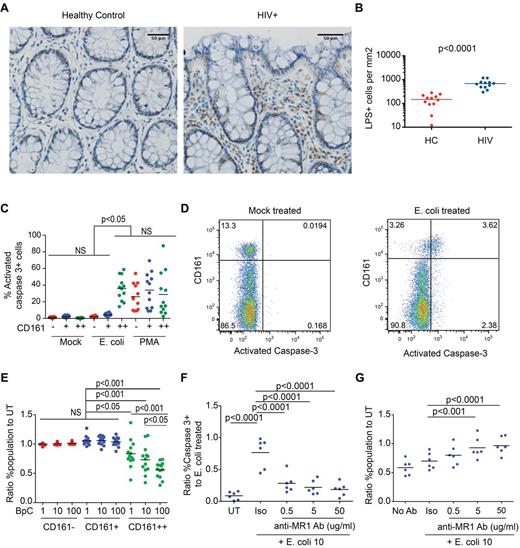 Figure 6. E coli exposure triggers apoptosis and destruction of CD161++/MAIT cells in vitro. (A-B) Sections of colon from HIV-infected patients (n = 12) or controls (n = 12) were stained for lipopolysaccharide (LPS). (A) Representative images from control (left) and HIV-infected tissue (right) are shown. Scale bars, 50 μm. (B) Significantly more LPS+ cells were seen in the lamina propria in HIV infection. The number of LPS+ cells in the lamina propria was determined by manual counting as outlined in “Methods.” (C-G) PBMCs from healthy subjects (n = 12) were activated with PFA-fixed E coli at a bacteria per cell (BpC) ratio of 1, 10, or 100 or mock-treated and were analyzed after 20 hours incubation. (C) E coli–exposed CD161++CD8+ cells (BpC of 10) had higher frequencies of activated caspase-3–positive cells versus mock-treated cells or E coli–exposed CD161− and CD161+ cell populations. (D) Representative FACS plots, gated on CD8+ T cells, comparing activated caspase-3 expression in mock-treated and E coli–exposed PBMC cultures. (E) At all BpC of E coli, there was a reduction in survival of the CD161++CD8+ T-cell population. No significant differences were noted in the CD161+ or the CD161−CD8+ T-cell populations. Cell survival was determined by normalizing the frequency of the cell population of interest in the E coli–exposed culture to that in the mock-treated culture. A value of 1 is equivalent to 100% survival. (F) Anti-MR1–blocking antibody reduced the frequency of activated caspase-3–positive CD161++CD8+ T cells compared with the isotype control. Blocking of E coli–induced apoptosis was determined by normalizing the frequency of activated caspase 3+ CD161++C8+ T cells treated as indicated to that of the culture exposed to E coli alone. (G) Anti-MR1–blocking antibody increased the survival of CD161++CD8+ T cells in the E coli–exposed culture. Cell survival was determined by normalizing the frequency of CD161++CD8+ T cells in the antibody treated, E coli–exposed culture to that of the mock-treated culture.