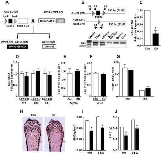 Figure 1. DMP1-Cre–mediated loss of Gsα in osteocytes. (A) Breeding strategy for generating mice with osteocyte-specific disruption of Gsα. (B) Top panel: Schematic representation (not to scale) showing the relative location of loxP sites (triangles), Gsα-exon 1 (rectangle), multiplex PCR primers (F1, R1, R2), and the expected PCR product sizes. Bottom panel: PCR analysis showed Gsα allele recombination in skeletal (tibia and calvaria) tissue but not in hematopoietic (BM, spleen, and liver) tissues from OCY-GsαKO mice (n = 3). (C) Relative expression of Gsα in femur and tibia (n = 4) from control (Con) and OCY-GsαKO (KO) mice. Gsα mRNA expression in (D) osteoblasts, BM, spleen, (E) Gr1+ flow-sorted granulocytes, and (F) F4/80+ CD11b+ flow-sorted monocytes/macrophages (n = 4). (G) cAMP synthesis in calvarial osteoblasts isolated from control and OCY-GsαKO mice in response to PTH and forskolin (FSK; n = 4). (H) von Kossa staining of femurs showing osteopenia in OCY-GsαKO (KO) mice compared with control (Con) mice. (I-J) Whole-body dual-emission x-ray absorptiometry showing (I) bone mineral density (BMD; g/cm2) and (J) bone mineral content (BMC; g) in young (7 weeks old) and adult (21 weeks old) mice (n ≥ 7 mice). Error bars represent mean ± SEM. *P < .05 by t test.