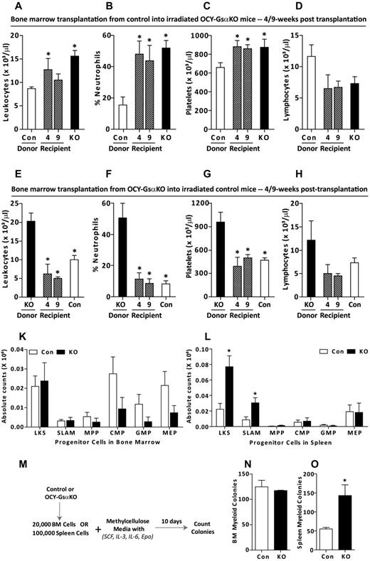 Figure 3. Alteration of the BM microenvironment by Gsα-deficient osteocytes is necessary to induce myeloproliferation. (A) BM transplantation schema from control to lethally irradiated OCY-GsαKO mice or (F) vice versa. (B-E) PB cell counts of 7-week-old control donor and OCY-GsαKO recipient mice before transplantation and recipient mice 4 and 9 weeks after transplantation showing (B) number of leukocytes, (C) % neutrophils, (D) number of platelets, and (E) number of lymphocytes. (G-J) PB cell counts from 7-week-old OCY-GsαKO donor and control recipient mice before transplantation and recipient mice 4 and 9 weeks after transplantation showing (G) number of leukocytes, (H) % neutrophils, (I) number of platelets, and (J) number of lymphocytes (n = 3 for donors and n = 8 for recipients). (K-L) LKS (Lin− c-Kit+ Sca-1+), LKS SLAM (Lin− c-Kit+ Sca-1+ CD150+ CD48−), MPPs (Lin− c-kit+ Sca-1+ Thy1.1− Flk-2+), CMPs (IL-7Rα− Lin− c-kit+ Sca-1− FcγRlo CD34+), GMPs (IL-7Rα− Lin− c-kit+ Sca-1− FcγR+ CD34+), and MEPs (IL-7Rα− Lin− c-kit+ Sca-1− FcγRlo CD34−) in (K) BM and (L) spleen from control and OCY-GsαKO female mice (n = 6). (M) Strategy for methylcellulose colony formation assay. (N-O) Myeloid colonies from (N) 2 × 104 BM cells and (O) 1 × 105 spleen cells from 8- to 10-week-old control and OCY-GsαKO mice (n = 4). Error bars represent mean ± SEM. *P < .05 by t test compared with donor.
