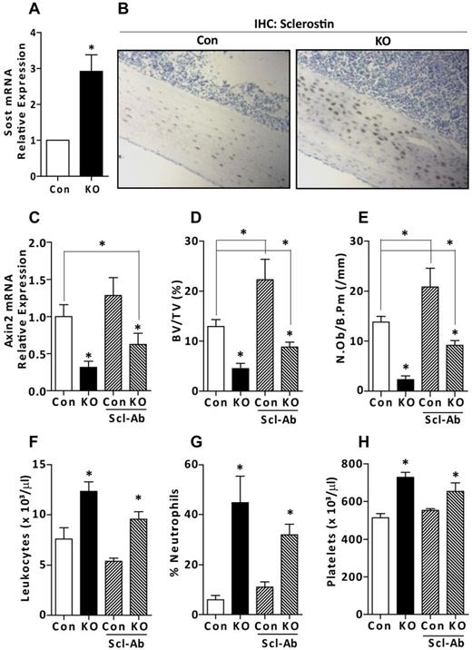Figure 4. Antisclerostin antibody normalizes osteoblast numbers but does not normalize myeloid cell expansion. (A) Relative expression of sclerostin (Sost) mRNA from femur and tibia from 7-week-old control (Con) and OCY-GsαKO (KO) mice (n = 4). (B) Immunohistochemical staining for sclerostin on tibia sections from 7-week-old control and OCY-GsαKO mice (n = 3). (C) mRNA expression of Axin2 in the CD11b+ FACS-sorted myeloid cells of 7-week-old control (Con) and OCY-GsαKO (KO) mice (n = 4) in saline or antisclerostin antibody-treated mice. (D) Trabecular bone fraction, BV/TV (%), and (E) numbers of osteoblasts per bone perimeter, N.Ob/B.Pm (/mm) in antisclerostin antibody-treated control (Con) and OCY-GsαKO (KO) mice (n = 4). (F-H) PB counts showing (F) number of leukocytes, (G) % neutrophils, and (H) number of platelets in antisclerostin antibody-treated control (Con) and OCY-GsαKO (KO) mice (n = 6). Error bars represent mean ± SEM. *P < .05 by t test.