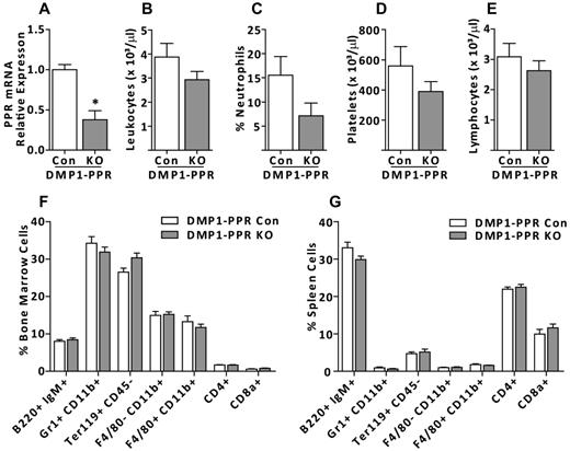 Figure 5. Disruption of PPR in osteocytes shows no hematologic abnormalities. (A) Relative expression of PPR mRNA in femur and tibia (n = 4) from control (Con) and OCY-PPR (KO) mice. (B-D) PB counts showing (B) number of leukocytes, (C) % neutrophils, (D) number of platelets, and (E) number of lymphocytes in OCY-PPRKO and littermate controls (n ≥ 16). (F-G) Immunophenotypic analysis of hematopoietic cells in BM and spleen showing B cells (B220+ IgM+), granulocytes (Gr1+ CD11b+), erythroid cells (Ter119+ CD45−), monocytes (F4/80− CD11b+), macrophages (F4/80+ CD11b+), T cells (CD4+), and cytotoxic T cells (CD8a+) in (F) BM and (G) spleens of 12-week-old OCY-PPRKO and littermate controls (n ≥ 16). Error bars represent mean ± SEM. *P < .05 by t test.