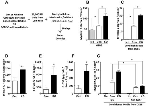 Figure 6. Osteocyte-dependent in vitro myeloproliferation. (A) Schematic representation of cocultures of OEBEs or conditioned media from OEBEs with BM cells in methylcellulose media. (B) Number of myeloid colonies in growth factor-supplemented methylcellulose media (M3434) from coculture of BM cells from control mice with OEBEs from control or OCY-GsαKO mice (n = 4). (C) Number of colonies in growth factor-deficient methylcellulose media (M3231) after coculture of BM cells from control mice with conditioned media from OEBEs from control or OCY-GsαKO mice (n = 4). (D) G-CSF mRNA expression in OEBEs (n = 5). G-CSF in (E) serum (n ≥ 7) and (F) OEBE-conditioned media (n = 6) from control and OCY-GsαKO mice. (G) Number of colonies in growth factor-deficient methylcellulose media (M3231) formed after coculture of BM cells from control mice with conditioned media from OEBEs from control or OCY-GsαKO mice and in the presence or absence of a G-CSF neutralizing antibody (n = 4). Error bars represent mean ± SEM. *P < .05 by t test.