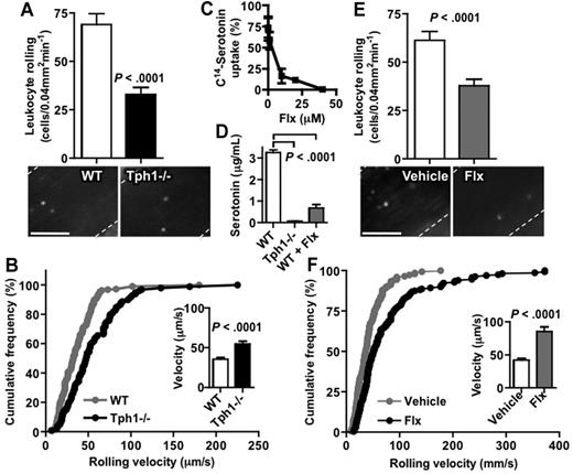 Figure 3. Leukocyte rolling on unstimulated endothelium is decreased and faster in the absence of platelet serotonin. (A) Rhodamine-stained leukocyte rolling in resting mesenteric veins of WT and Tph1−/− mice after laparotomy without further stimulation (n = 8). (B) Resting leukocyte-rolling velocity in these mice. (C) In vitro uptake of labeled serotonin after incubation of isolated platelets with fluoxetine (n = 3). (D) Serum serotonin in Tph1−/− and WT mice after a 3-week treatment with fluoxetine or vehicle in the drinking water (n = 11). Leukocyte rolling (E) and velocity (F) in WT mice after treatment with fluoxetine for 3 weeks (n = 9). Only negligible leukocyte adhesion was observed in these experiments. Bar represents 50 μm.