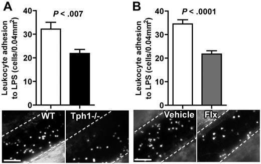 Figure 4. LPS-induced leukocyte adhesion is decreased in Tph1−/− mice. (A) Leukocyte adhesion 4 hours after intraperitoneal injection of 20 mg/kg LPS in WT and Tph1−/− mice. (B) Leukocyte adhesion in chronically fluoxetine-treated mice 4 hours after intraperitoneal injection of LPS. N = 10. Bar represents 50 μm.