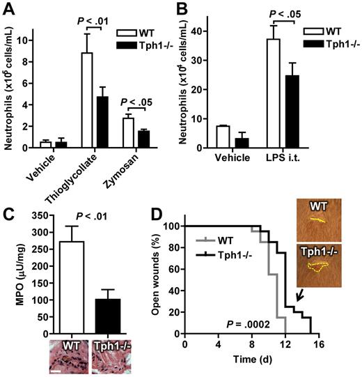 Figure 5. Fewer neutrophils extravasate in acute peritonitis, lung inflammation, and skin wounds in the absence of non-neuronal serotonin. (A) Gr-1 and CD11b-positive neutrophils in abdominal lavages of WT and Tph1−/− mice 4 hours after intraperitoneal injection of thioglycollate (n = 10) or zymosan (n = 4). (B) Neutrophil recovery in bronchoalveolar lavage 24 hours after inhalation with LPS (n = 6). (C) Tissue MPO concentration and hematoxylin-eosin staining in 24-hour-old skin wounds (n = 10). (D) Time to closure of skin wounds (n = 10).