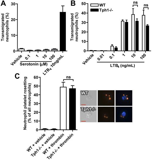 Figure 6. In vitro neutrophil migration and platelet-neutrophil rosetting are not affected by serotonin. (A) Migration of isolated murine neutrophils toward serotonin or LTB4. (B) LTB4-induced migration of neutrophils that were isolated from WT and Tph1−/− mice. (C) The capacity to form mixed aggregates was analyzed in isolated neutrophils and a 10-fold excess of thrombin-activated platelets after a 45-minute incubation period. Rosetting was defined as 2 or more platelets binding to 1 neutrophil. N = 4.