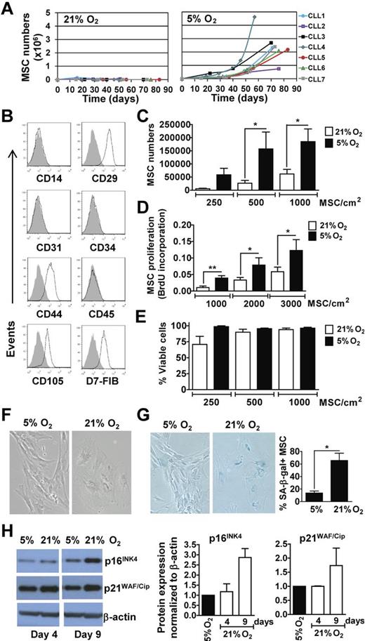 Figure 1. MSCs From marrow aspirates of CLL patients propagate better and resist senescence in vitro when cultured in 5% O2 rather than in ambient O2. (A) Marrow mononuclear cell suspensions from 7 different CLL patients were cultured in DMEM-10%FBS, at 5% CO2 in 21% O2 or 5% O2 at 37°C. MSCs outgrowth and expansion was monitored over time by microscopy and viability determined via Trypan blue exclusion. From the 7 samples tested, only 2 (CLL1 and CLL2) generated MSC colonies at 21% O2. The expansion curves of MSCs in 21% O2 are depicted on the left and those generated in 5% O2 are depicted on the right. (B) MSCs generated in 5% O2 were examined for expression of selected surface antigens by flow cytometry. The phenotypic characterization of MSCs from a representative patient sample is shown. The shaded histogram is the fluorescence of MSCs stained with an isotype control antibody, whereas the open histogram depicts the fluorescence of MSCs stained with fluorochrome-conjugated antibody specific for the antigen listed below each histogram. (C-E) MSCs generated from marrow aspirates of CLL patients in 5% O2 (between passage 2 and 5) were plated at various seeding densities, as indicated at the bottom of the histograms, in parallel cultures that subsequently were placed in 21% O2 or 5% O2. The black bars provide the data of cultures exposed to 5% O2 and the open bars depict the data from MSCs cultured in 21% O2. (C) Provides the mean number of viable MSCs obtained after 20 days in each of 4 independent experiments, performed using MSCs from the marrow aspirates of each of 3 different patients (mean ± SEM). (D) Provides the BrdU incorporation of MSCs after 6 days (n = 3; mean ± SEM) as indicated on the y-axis representing the absorbance at 450 to 690 nm. (E) Provides the viability of the MSCs at each condition in (C) based on Trypan blue exclusion (mean ± SEM). Statistically significant differences for each panel are indicated by the asterisk (*P < .05; Student t test). (F-H) MSCs generated in 5% O2 were plated in parallel cultures at 300 cells/cm2 and exposed to either 21% O2 or 5% O2. (F) Provides representative pictures of MSCs cultured in 5% or 21% O2 after 9 days (100× magnification). (G) Provides representative photomicrographs of MSCs cultured in 5% or 21% O2 for 16 days after staining for SA-β-Gal, an indicator of senescent MSCs (left panels) and the fraction of SA-β-Gal+ stained cells over the total cell number counted in 5 microscopic fields per O2 concentration (n = 3; mean ± SD; far right panel; *P < .05). (H) Provides the immunoblot of lysates prepared from MSCs cultured in 5% or 21% O2, as indicated at the top of each lane. The blots were probed with antibodies specific for p16INK4 (top row), p21WAF/Cip (middle row), or β-actin (bottom row), which was used to control for the amount of protein added. The histograms (right) provide densitometry analyses on immunoblots for p16INK4 and p21WAF/Cip in lysates of MSCs grown in 5% O2 (black bars) or 21% O2 (open bars) for 4 and 9 days. p21WAF/Cip and p16INK4 band intensities were normalized to β-actin levels, and are expressed relative to the level of each protein found in 5% O2 at the same time point. Error bars indicate ± SD of the mean.
