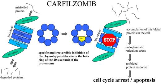 Figure 1. CFZ-induced proteasome inhibition.