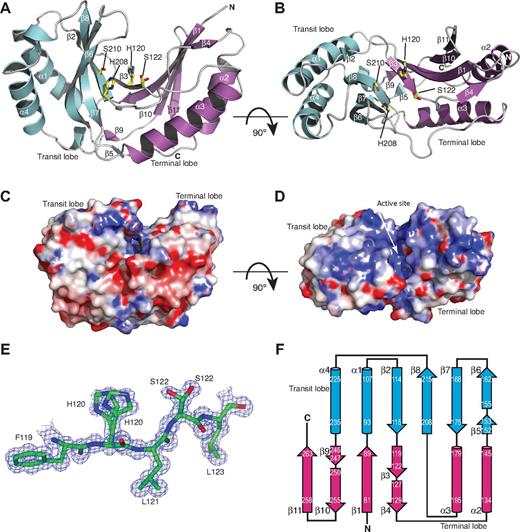 Figure 1. Crystal structure of human USB1. (A-B) Ribbon representation of human USB1. The active site residues H208, S210, H120, and S122 are shown. The 2 conformers for H120 and S122 observed in the electron density map are indicated. The terminal (magenta) and transit (cyan) lobes are labeled. Figures were prepared using the program PyMOL (http://www.pymol.org). (C-D) Representation of the electrostatic surface potential of human USB1, calculated by the program APBS,42 and colored using a linear color ramp from − 7.0 kT (red) to + 7 kT (blue). The orientation of USB1 in panels C and D is identical to panels A and B, respectively. White arrow indicates the active site. (E) Section of the σA-weighted, solvent flattened 2Fo-Fc electron density map contoured at 0.75 σ for residues F119 (left) to L123 (right), indicating the presence of 2 conformations for the H120 and S122 side-chains. The figure was generated using CCP4mg.43 (F) Schematic diagram of USB1 secondary structure topology. Secondary structure elements are shown as arrows (β-strands) and cylinders (α-helices). Transit lobe is colored cyan and the terminal lobe, magenta.