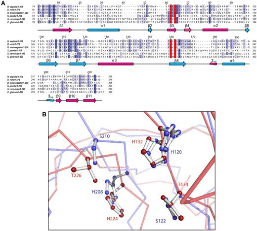 Figure 2. USB1 sequence alignment and structural homology. (A) Structure-based sequence alignment of human USB1 homologues from various species. Shading intensity indicates the degree of amino acid identity. Secondary structure elements for H sapiens USB1 are shown below the alignment with the terminal lobe colored magenta, the transit lobe cyan. The invariant H-x-S motifs in the active site cleft are indicated in red. GenBank accession numbers: H sapiens (NP_078874.2), D rerio (NP_001003460.1), S pombe (NP_593641.2), S cerevisiae (NP_013233.1), D melanogaster (NP_649911.1), and C glabrata (CAG62512.1). The secondary structure elements of USB1 were calculated from the crystal structure using DSSP44 and the alignment generated using T-coffee and Jalview.45,46(B) Superposition of the active site of human USB1 (PDB 4H7W, Cα chain, light blue; side-chains, blue) and rat AKAP18δ (PDB 2VFY, Cα chain, light red; side-chains, red). The catalytic residues are shown as ball-and-stick models. Human USB1 is numbered in blue, AKAP18δ in red.