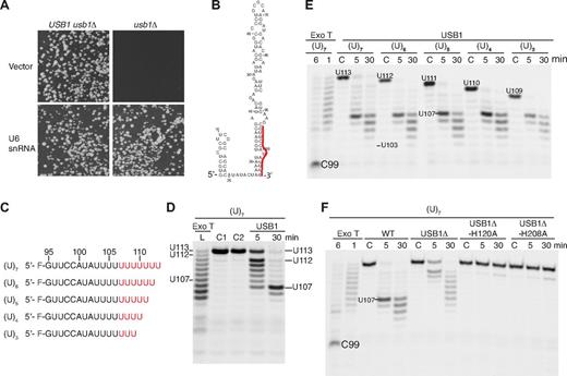 Figure 3. USB1 is a U6 snRNA-specific 3′-5′ exoribonuclease. (A) Overexpression of U6 snRNA rescues the lethality of USB1 deletion in yeast. USB1 usb1Δ diploid (left) or usb1Δ haploid cells (right) transformed with empty vector (pRS426) or plasmid expressing U6 snRNA (pSNR6). (B) Secondary structure model of human U6 snRNA.13 The 3′ end sequence (G95-U106) is marked in red. (C) Fluorescently labeled oligoribonucleotides used in the figure corresponding in sequence to the 3′ end of U6 snRNA (nucleotides G95-U106) carrying 3 to 7 nontemplated uridine residues (indicated in red). (D) USB1 has distributive 3′-5′ exoribonuclease activity. Oligo(U)7 RNA was incubated with exonuclease T (Exo T) for 1 minute (L, RNA ladder) or with USB1 for the indicated times. C1: oligo(U)7 dissolved in water; C2: oligo(U)7 incubated in buffer alone for 30 minutes. The position on the gel of full-length oligo(U)7 RNA (U113), the initial oligo(U)7 degradation product (U112), and the strong USB1 pause site (U107) are indicated. (E) USB1 trims back oligo(U) tracts to nucleotide U107 independent of their length. The USB1 pause site at nucleotide U107 and the processing termination site at U103 after 30 minutes are indicated. C: RNA incubated with buffer alone for 30 minutes. The major product of Exo T degradation (C99) is indicated. (F) The conserved H-x-S motifs are required for USB1 function in vitro. The oligo(U)7 RNA substrate was incubated with Exo T, wild-type USB1, N-terminally truncated USB1 (USB1Δ, residues G70-K265), or USB1Δ containing active site histidine mutations (USB1Δ-H120A and USB1Δ-H208A).