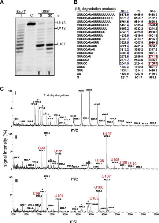 Figure 4. USB1 directly catalyzes 3′ terminal 2′, 3′ cyclic phosphate formation. (A) Degradation of oligo(U)7 RNA by Exo T (i) or USB1 (ii, iii). C: oligo(U)7 RNA incubated in buffer for 30 minutes. (B) Expected masses of potential oligo(U)7 RNA degradation products containing 3′OH, 3′p or 3′ > p groups. Blue box: observed masses after incubation with Exo T; red boxes: observed masses after incubation with USB1. (C) MALDI-TOF mass spectrometric analysis of oligo(U)7 RNA degradation products. m/z, mass-charge ratio. ∧ indicates artifacts. USB1 degradation products with 3′ end > p modifications are marked in red.