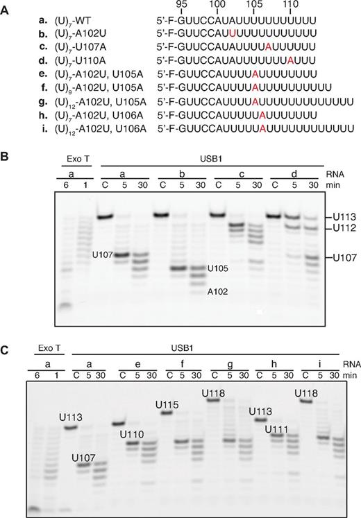Figure 5. USB1 pauses 5 nucleotides 3′ to an adenosine. (A) Wild-type and mutant 5′ fluorescently labeled oligoribonucleotides used in the assay. Mutations are highlighted in red. (B) USB1 reads the position of an upstream adenine nucleotide. The initial length of the oligos and the positions of the strong pause sites after incubation with USB1 are indicated. (C) USB1 pauses 5 nucleotides downstream of an adenine nucleotide independent of the total number of 3′ uridines.