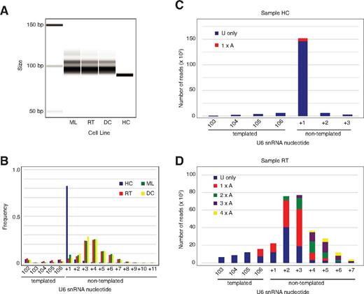 Figure 6. U6 snRNA in PN patient lymphoblasts is aberrantly 3′ oligoadenylated. (A) PCR analysis of U6 snRNA 3′ tails from control (HC) and 3 independent PN patient (DC, ML, RT) lymphoblasts separated on an Agilent bioanalyzer. (B) Frequency distribution of the number of nontemplated nucleotides at the U6 3′ terminus in the same 4 lymphoblast cell lines as indicated determined by MiSeq analysis. (C) Sequences of nontemplated nucleotides at the 3′ end of U6 snRNA in control lymphoblasts (sample HC). Reads containing uridine residues alone are shown in blue, reads with a single 3′ terminal adenine nucleotide are in red. Sequences represented by less than 1000 reads are excluded. (D) Sequences of nontemplated nucleotides at the 3′ end of U6 snRNA from PN patient lymphoblasts (sample RT). Sequences are grouped according to the number of consecutive adenine nucleotides at the U6 3′ end. Sequences represented by less than 1000 reads are not included.
