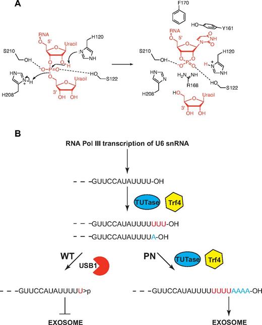 Figure 7. Model for USB1 function in catalysis and in U6 snRNA quality control. (A) Model for USB1 3′-5′ exonuclease activity. The side-chain of H120 acts as a general base, abstracting a proton from the 2′ oxygen of the RNA substrate to facilitate nucleophilic attack on the phosphorus atom. The resulting in-line displacement of the leaving 5′ oxygen is favored by proton transfer from the side-chain of H208, which serves as a general acid. The RNA substrate is depicted in red. The figure was prepared using ChemBioDraw Ultra. (B) Model for USB1 function in U6 snRNA quality control. The length and 3′ end modification of U6 snRNA is dynamically regulated through the competing addition of UMP by terminal uridyl transferase (TUTase; 3′OH groups) and trimming by USB1 (3′ cyclic phosphate groups). In the absence of functional USB1 in poikiloderma with neutropenia, the polyA polymerase Trf4 3′ adenylates free 3′OH groups on U6 snRNA, targeting it for destruction by the exosome.
