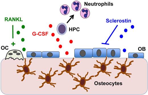 Osteocyte regulation of hematopoiesis. Osteocytes imbedded in bone communicate with cells in the bone marrow through canaliculi. Osteocytes are known to produce RANKL, which activates osteoclasts (OCs), and the Wnt antagonist sclerostin, which suppresses osteoblasts (OBs). The present study by Fulzele et al shows that osteocytes also produce G-CSF (and potentially other myelopoiesis-stimulating factors) that results in hematopoietic progenitor cell (HPC) proliferation and increased neutrophil and monocyte production.1
