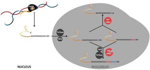 Model for the function of USB1 in U6 snRNA processing according to Hilcenko et al.1 The U6 is transcribed by RNA polIII and terminates with UUUU and a 3′OH. The transcript is then extended with U residues by TUTase. A residues can also be incorporated. USB1 chews back the 3′ tail, leaving the RNA with 5 terminal U residues and a 3′ cyclic phosphate, which cannot be a substrate for polyA polymerase TRF4. When USB1 is defective in PN, TRF4 can use the 3′OH terminus as a substrate and oligoadenylate the RNA, which can then be degraded by the exosome. Illustration by Nieves Perdigones.