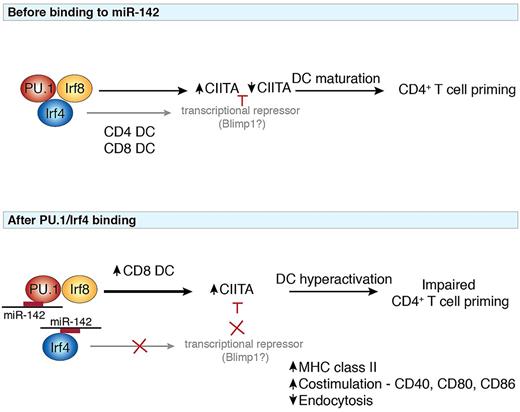 Potential model of the interactions between miR-142 and key transcription factors implicated in the pathway. At steady-state (top panel), the interplay between PU.1, Irf8, and Irf4 orchestrates the differentiation of CD4 and CD8 DCs. Heterodimeric binding of PU.1 and Irf8 induces expression of the MHC class II transactivator CIITA, which may be repressed by transcription factors such as Blimp1 to allow efficient induction of DC antigen presentation required for T-cell priming. Modulation of the PU.1/Irf4 complex by miR-142 (bottom panel) disrupts the generation of CD4 DCs and favors the generation of CD8 DCs. Because Irf4 is important for induction of other transcription factors including Blimp1, failure of CIITA repression leads to elevated DC activation and maturation and impaired CD4+ T-cell priming ability. miR-142 may thus regulate the balance of different transcription factors to guide the outcome of an immune response.