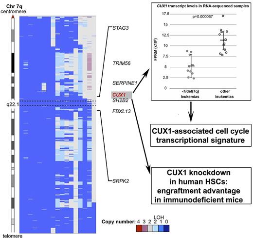 Copy number analysis of 7q derived from SNP arrays of leukemia samples with −7/del(7q) shows that CUX1 maps within the 2.17 Mb CDR at 7q22.1. RNA-sequencing data showed that CUX1 is expressed at haploinsufficient levels in −7/del(7q) leukemias and this is associated with a cell-cycle transcriptional gene signature. Haploinsufficiency of CUX1 gave human hematopoietic cells a significant engraftment advantage upon transplantation into immunodeficient mice. Adapted from Figure 1 and Figure 3A in the article by McNerney et al that begins on page 975.1