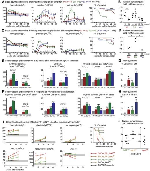 Figure 1. Comparison of hematopoiesis and survival of JAK2-V617F–transgenic mice activated by 3 different Cre transgenes. (A) Blood counts and survival after induction with pIpC or tamoxifen. (B) Ratio between human JAK2-V617F and mouse Jak2 in the BM of JAK2-V617F–transgenic mice at 10 and 34 weeks. (C) Blood counts and survival after transplantation of 2 × 106 BM cells collected from JAK2-V617F mouse donors into lethally irradiated recipients. (D) Ratio between human JAK2-V617F and mouse Jak2 in the BM of hosts transplanted with JAK2-V617F BM cells. The BM samples were collected 35 weeks after transplantation. Mx indicates MxCre;FF1 mice (red symbols); Scl, SclCre;FF1 mice (green symbols); Vav, VavCre;FF1 mice (blue symbols); and WT, wild-type controls (black symbols). Note that all SclCre;FF1 mice died within 30 weeks after tamoxifen induction and therefore no blood counts were available beyond this time point. Survival is shown as Kaplan-Meier curves. (E-F) Numbers of hematopoietic progenitors assessed by colony assays in methylcellulose or collagen-based medium. BFU-E indicates burst forming unit erythroid; and Tpo, thrombopoietin. BM from 3 mice per group were analyzed on duplicate plates. (G-H) Percentages of LSK cells within the lineage− BM cell population of nontransplanted mice induced by pIpC or tamoxifen (G) and in the lethally irradiated hosts transplanted with the BM cells from JAK2-V617F mice (H). (I) Blood counts and survival of SclCre;FF1 mice with Jak2fl/+ or Jak2fl/fl genotypes after induction with tamoxifen. (J) Ratio between human JAK2-V617F and mouse Jak2 in the BM of SclCre;FF1 mice with the Jak2+/+, Jak2fl/+, or Jak2fl/fl genotypes. Error bars represent SEM. One-way ANOVA is shown for comparisons between wild-type and transgenic mice. ns indicates not significant. *P ≤ .05; **P ≤ .01; ***P ≤ .001.