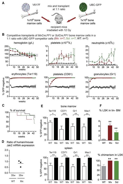 Figure 3. Competitive repopulation assays. (A) Schematic drawing of the experimental setup. (B) BM cells from a wild-type control mouse (WT, black symbols), from MxCre;FF1 mouse (Mx, red symbols), and a SclCre;FF1 mouse (Scl, green symbols) were harvested at 6 and 8 weeks after induction with pIpC or tamoxifen, respectively, mixed with BM cells from a UBC-GFP transgenic mouse at a 1:1 ratio, and transplanted into 7 lethally irradiated recipients per group (2 × 106 BM cells each). The time course of the blood counts and the percentages of chimerism (bottom panel) as determined by flow cytometry of GFP− cells are shown for the erythroid (Ter119), platelet (CD61), and granulocytic (Gr1) lineages in peripheral blood. Error bars represent SEM. (C) Survival probabilities of the transplantation recipients (Kaplan-Meier plot). Color coding is as in panel B. (D) Ratio between human JAK2-V617F and mouse Jak2 in the BM of mice transplanted with the MxCre;FF1 and UBC-GFP BM cells in a 1:1 ratio. Sampling was performed 35 weeks after transplantation. (E) Percentages of chimerism in the BM and spleens of transplanted mice as determined by the proportion of GFP− cells. (F) Percentages of LSK cells within the lineage− BM cell population and the LSK chimerism determined as the proportion of GFP− cells in the BM of recipient mice. Error bars represent SEM. One-way ANOVA is shown for comparisons between mice transplanted with wild-type (C57BL/6 and UBC-GFP) and mutant (MxCre;FF1 and UBC-GFP) BM cells. ns indicates not significant. *P ≤ .05; **P ≤ .01; ***P ≤ .001.
