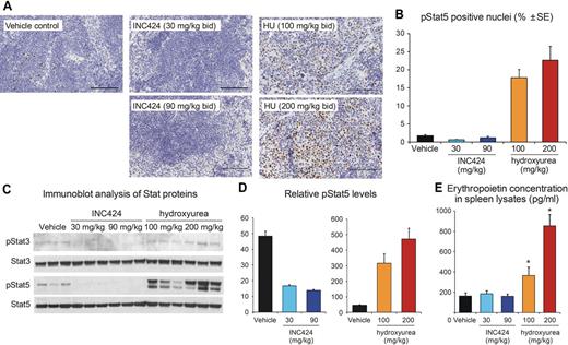 Figure 5. Analysis of STAT phosphorylation in spleens after 21 days of treatment. (A) Immunohistochemistry with antibodies against pSTAT5 of spleen sections from mice that were killed 2 hours after the final dose. Scale bars indicate 100 μm. (B) Quantification of the pSTAT5 immunohistochemistry with Definiens image analysis software. The histogram shows the percentage of pSTAT5+ nuclei (mean ± SEM of 4-8 mice per group). Note that the phosphorylation of STAT5 in the HU-treated group was significantly elevated compared with the vehicle-treated group, whereas the pSTAT5 in the INC424-treated groups was lower. (C) Levels of phosphorylated and total STAT3 and STAT5 proteins in spleen homogenates were assessed by immunoblot analysis. (D) Relative levels of pSTAT5 and total STAT5 were measured in spleen homogenates using MSD technology. The values represent the mean ± SEM, n = 8 per group. (E) Measurement of EPO levels in spleen samples after therapy. Spleen samples were homogenized and levels of mouse EPO were determined by ELISA. Values represent means ± SEM (n = 7-8). To fit the results on the graph, the HU-treated samples are shown in a 10-fold expanded scale. *Significantly different from vehicle-treated control group using Mann-Whitney rank sum test (P < .05).