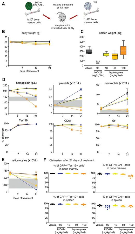 Figure 6. Analysis of mice treated with INC424, HU, or vehicle and transplanted with JAK2-V617F BM cells expressing GFP (from SclCre;FF1;GFP mice with a PV phenotype) and Jak2 wild-type (from C57BL/6 mice) BM cells in a 1:1 ratio. (A) Schematic drawing of the experimental setup. WT indicates wild-type. (B) Body weight during treatment. Black indicates vehicle (0.5% hydroxypropyl methylcellulose); dark blue, INC424 90 mg/kg BID; yellow, HU 10 mg/kg BID; bright orange, HU 50 mg/kg BID; and dark orange, HU 100 mg/kg BID. (C) Spleen weights. Color coding is as in panel B. (D) Blood counts and flow cytometry data showing the chimerism (percentage of GFP+ cells) after 21 days of treatment. (E) Reticulocyte counts. Color coding is as in panel B. (F) Chimerism (percentage of GFP+ cells) in BM (top panel) and spleen (bottom panel) after 21 days of treatment. One-way ANOVA is shown. ns indicates not significant. *P ≤ .05; **P ≤ .01; ***P ≤ .001.