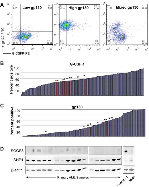 Figure 2. Ligand receptor and negative regulator expression in AML and NBM samples. (A) Representative dot plots illustrate 3 patterns of gp130 expression: (left) uniformly low, (center) uniformly high, or (right) distinct high and low gp130 subpopulations. (B) Waterfall plot demonstrates the range of expression of G-CSFR. (C) Waterfall plot demonstrates the range of expression of gp130. The red bars with asterisks indicate the values for 9 normal bone marrow samples that were analyzed similarly. Bar values represent the percentage of events in the positive region. (D) Representative immunoblots illustrate SOCS3 and SHP1 expression levels in AML samples, NBM, and the internal control AML cell line Kasumi-1.