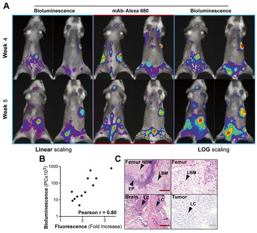 Figure 2. Comparison of multiplexed mAb imaging with bioluminescence. (A) NSG mice (n = 6) previously injected intravenously with 5 × 106 MOLM-13luc cells were imaged for fluorescence and bioluminescence after 4 and 5 weeks. Images were acquired on the same day 24 hours after mAb injection (CD13/45/HLA ABC, total 1 μg/g, 0.33 μg/g of each antibody) and 10 minutes after luciferin administration (150 mg/kg IP). Images depict the maximum to minimum fluorescence/bioluminescence for each mouse. Bioluminescence images on weeks 4 and 5 are shown with both log and linear scaling to permit optimal visualization of leukemic infiltrates. (B) A very good correlation with Pearson correlation coefficient = 0.80 was noted between total bioluminescence and the fold increase in fluorescence. (C) All leukemic infiltrates were confirmed histologically. EP indicates epiphyseal plate; LBM, leukemic bone marrow; LC, leukemic cells; NBM, normal bone marrow; and PC, photon counts.
