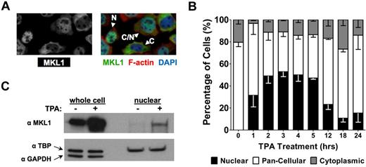 Figure 1. Megakaryocyte differentiation of HEL cells promotes MKL1 nuclear accumulation. (A) Immunofluorescence images of MKL1 localization in HEL-iMKL1 cells. On the left is MKL staining alone; right, overlay with DAPI and phalloidin staining. N indicates nuclear; C/N, pancellular; and C, cytoplasmic. (B) Doxycycline-treated HEL-iMKL1 cells were serum starved overnight and treated with TPA for the indicated times. The percentage of cells with exclusively nuclear localization (black bars) increases during the first 3 hours after TPA treatment and then declines. No fewer than 75 cells per time point were analyzed from 5 random fields of view in 3 independent experiments. Error bars indicate SEM. (C) Western blot analysis of HEL-iMKL1 cells after treatment with TPA for 3 hours. Cells were fractionated into nuclear and cytoplasmic compartments and cell lysates were probed for MKL1, TATA-binding protein (TPB; nuclear), and GAPDH (cytoplasmic) expression. Note that the nuclear fraction lacks cytoplasmic contamination.
