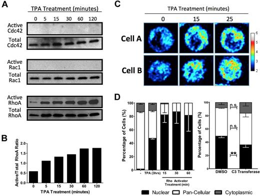 Figure 3. MKL1 localization is dependent on RhoA activation. (A) HEL cells were serum starved overnight and treated with TPA for the indicated times. Cell lysates were assayed for active Cdc42 (top), Rac1 (middle), and RhoA (bottom), as indicated. (B) Densitometric analysis of RhoA activation as a ratio of active RhoA to total RhoA confirmed activation of RhoA in HEL cells by TPA (representative of 3 independent experiments). (C) Time-lapse FRET images of 2 cells expressing a RhoA biosensor revealed an increase in RhoA activity after TPA treatment over the indicated time intervals. The relative RhoA activity scale is shown at right. (D) Serum-starved HEL-iMKL1 cells treated with TPA or calpeptin (a Rho activator) in the absence of TPA for the indicated time periods show that Rho stimulation is sufficient to drive nuclear accumulation of MKL1 (left). Serum-starved HEL-iMKL1 cells were pretreated with DMSO or cell-permeable C3 transferase (a Rho inhibitor) for 4 hours and then treated with TPA for 3 hours (right). Inhibition of RhoA decreased TPA-induced nuclear localization of MKL1. No fewer than 75 cells per time point were analyzed from 5 random fields of view in 3 independent experiments. Error bars indicate the SEM. n.s. indicates not significant. **P < .01.