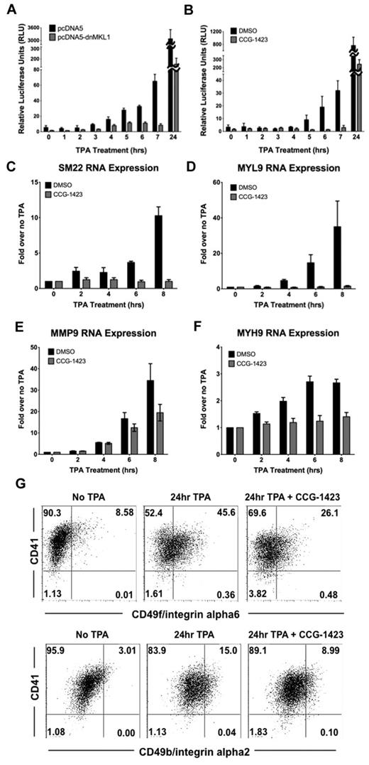 Figure 4. MKL1 nuclear localization induces activation of SM22 promoter expression. (A) Luciferase activity from SM22 promoter-luc was increased when HEL-iMKL1 cells were treated with TPA (data are derived from 3 independent experiments). This activation was blocked by introduction of a dn-MKL1 construct, but was unaffected by the control plasmid (pcDNA5). (B) Activation of the SM22 promoter by TPA treatment is also inhibited by CCG-1423, a small-molecule inhibitor of MKL1 (data are derived from 3 independent experiments). (C-F) Relative endogenous mRNA levels after the indicated times of TPA administration with or without CCG-1423 treatment for SM22 (C), MYL9 (D), MMP9 (E), and MYH9 (F). Error bars indicate the SEM. Data are derived from 3 independent experiments. (G) CD41 and CD49f (top) or CD49b (bottom) expression on HEL-iMKL1 cells with and without CCG-1423 incubation and subsequent TPA treatment for 24 hours.