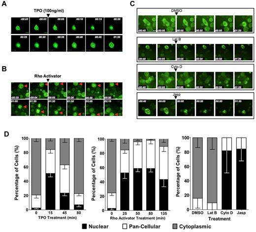 Figure 5. MKL1 localization in primary megakaryocytes is regulated by TPO stimulation, Rho signaling, and actin dynamics. PreMegE cells were sorted from the BM of wild-type mice, transduced with a MIGR1-MKL1GFP fusion construct, and differentiated down the megakaryocyte lineage. (A) Time-lapse microscopy captured the rapid relocation (within 15 minutes) of MKL1 to the nucleus in cells treated with 100 ng/mL of mTPO. MKL1 transitions out of the nucleus 45 minutes after the initial nuclear accumulation. (B) MKL1 nuclear accumulation is driven by calpeptin-induced Rho activation. (C) MKL1 subcellular localization in primary cells is affected by organization of the actin cytoskeleton. MKL1 accumulates in the nucleus in response to jasplakinolide and cytochalasin D, but not in control cells exposed to DMSO alone or to latrunculin B. Time elapsed is indicated in hours and minutes (hh:mm) and a 30μM scale bar is indicated. (D) Quantification of the percentage of cells with indicated MKL1 subcellular localization in the experiments shown in panels A through C. Data were quantified from 2 independent experiments, with 7 fields per condition and at least 3 cells per field. Error bars indicate the SEM.