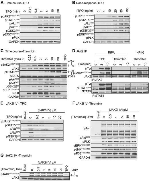 Figure 2. TPO, but not thrombin, activates the JAK2/PI3 kinase pathway. Platelets were stimulated with 100 ng/mL TPO (A), various concentrations of TPO (B), or 0.2 U/mL thrombin (C) and lysed in 4× NuPage lysis buffer at the indicated time interval (A,C) or after 5 minutes (B). Alternatively, platelets were stimulated with 100 ng/mL TPO or 0.2 U/mL thrombin for 2 or 10 minutes and extracted in the indicated extraction buffer (RIPA or NP40) followed by immunoprecipitation of JAK2 and STAT5 (D). Lastly, platelets were incubated with the indicated concentrations of JAK2i IV for 15 minutes followed by stimulation with 100 ng/mL TPO (E) or 0.2 U/mL thrombin (F-G) for 5 minutes and lysis in 4× NuPage sample buffer. Platelet lysates and JAK2/STAT5 immunoprecipitates were immunoblotted with the indicated antibodies. Results shown are representative of at least 3 independent experiments.