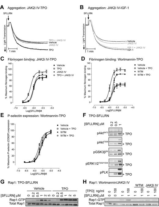 Figure 3. Thrombopoietin enhances SFLLRN-stimulated aggregation, fibrinogen binding, intracellular signaling, and Rap1 activation in a JAK2/PI3 kinase-dependent manner. Platelets were incubated for 10 minutes with 10μM JAK2i IV (A,C,H) or 100nM wortmannin (D,E,H), followed by 5 minutes incubation with 100 ng/mL TPO (A,C,H) or 100nM IGF-1 (B). Platelets were subsequently stimulated with 0.5μM SFLLRN (A-B) or the indicated concentration of SFLLRN (C-H). Aggregation (A-B) was recorded for 5 minutes and FITC-fibrinogen binding (C-D) and P-selectin expression (E) was measured after 15 minutes stimulation as described in Figure 1A and B. Phosphorylated proteins (F-G) were analyzed by immunoblotting of platelet lysates obtained 5 minutes after stimulation and Rap1 activation (H) by GST-RalGDS pull-down was analyzed from extracts obtained 5 minutes after stimulation. (A,B,F,G,H) Representative results for at least 3 independent experiments. Alternatively, results are expressed as average ± SEM of percentage maximal fibrinogen binding of vehicle treated platelets (C-D, n = 3) or percentage of maximum P-selectin surface expression of vehicle treated platelets (E, n = 3).