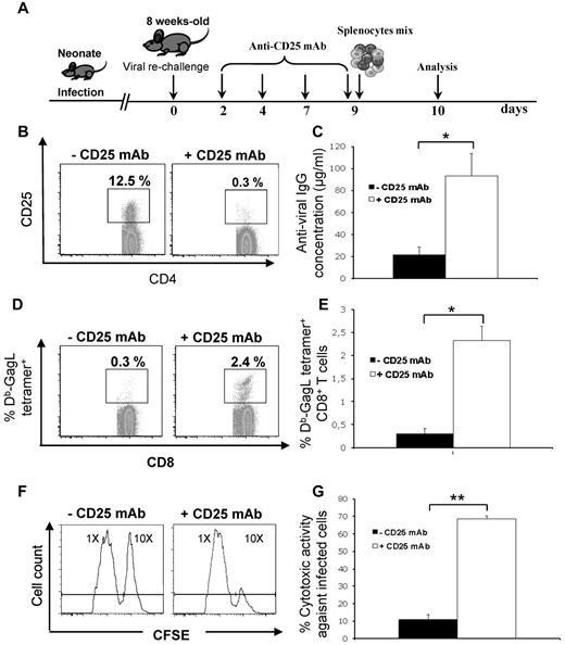 Figure 3. Restoration of the anti-FrCasE immune response in infected/nontreated mice on Treg depletion. (A) Experimental design. Mice were infected perinatally. At 8 weeks of age, they were rechallenged to facilitate immune response analysis, which was followed by Treg depletion by repeated injections of an anti-CD25 mAb. Anti-FrCasE IgGs and Db-GagL+CD8+ T cells were assayed 10 days after challenge. To assay the in vivo anti-FrCasE CTL activity, a mixture of splenocytes loaded with the GagL peptide or a control peptide was administered 9 days after challenge and death of GagL-loaded cells was assayed on the following day, as described in “Methods.” (B) Depletion of Tregs. Mice were treated as described in panel A. CD25highCD4+ T cells were assayed by flow cytometry analysis for FoxP3 positivity at the moment of immune response analysis. (C) Anti-FrCasE Ig concentrations. Antiviral IgG concentrations were assayed by ELISA in the sera of mice 10 days after rechallenge, as described in panel A. Three independent experiments with 5 mice per group were conducted. Data are presented as means ± SEM. The statistical significance between groups was established using the Student t test. *P < .05. (D-E) Flow cytometry assay of Db-GagL tetramer+CD8+ T cells in Treg-depleted and Treg-nondepleted infected/nontreated mice. Analyses were carried out 10 days after challenge as described in panel A. (D) Representative flow cytometry analysis of CD8+ splenocytes of an individual mouse. (E) Means ± SEM of 3 independent experiments with 5 mice per group. The statistical significance between groups was established using the Student t test. *P < .05. (F-G) In vivo assay of anti-FrCasE–infected cell CTL responses. FrCasE-infected splenocytes were labeled with the CFSE vital dye at a 10× concentration and splenocytes recovered from naive mice were labeled with CFSE at a 1× concentration. Both types of splenocytes were mixed in an approximately 1:1 ratio and the mixture was administered to Treg-depleted and Treg-nondepleted infected/nontreated mice on day 9 after challenge. Cell death was monitored on the following day by CFSE flow cytometry assay of splenocytes recovered from killed mice. (F) Individual mouse analysis. Left peaks correspond to noninfected splenocytes and right peaks to infected splenocytes. The decrease of the right peak in the presence of the anti-CD25 mAb is indicative of CTL activity against FrCasE-infected cells. (G) Means ± SEM of 3 independent experiments with 5 mice per group. The statistical significance between groups was established using the Student t test. **P < .01.