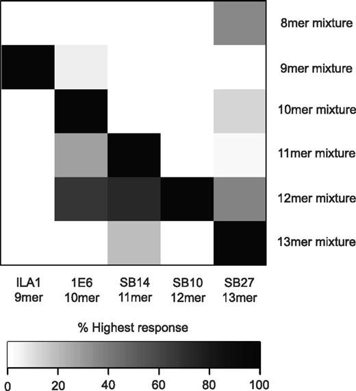 Figure 1. MHCI-peptide length preference reflects the length of the “index” peptide. Target cells (6 × 104) expressing either HLA A*0201 or HLA B*3508 were pulsed in duplicate with the following “sizing scan” mixtures (1mM) for 2 hours at 37°C: X8, X9, X10, X11, X12, and X13 (where X is any of the 19 proteogenic L-amino acids excluding cysteine). Subsequently, 3 × 104 ILA1, 1E6, SB14, SB10, or SB27 CD8+ T cells (Table 1) were added and incubated overnight. The supernatant was then harvested and assayed for MIP1β by ELISA. Values are expressed as a percentage of the highest response, where black represents 100% of the highest response and white represents 0% of the highest response. The raw data used to construct this figure can be viewed in supplemental Figure 1.